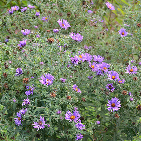 New England Aster (Symphyotrichum novae-angliae)