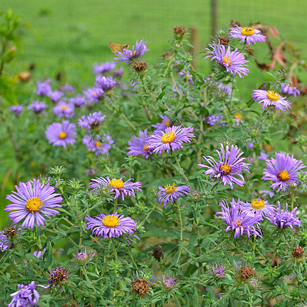 New England Aster (Symphyotrichum novae-angliae)