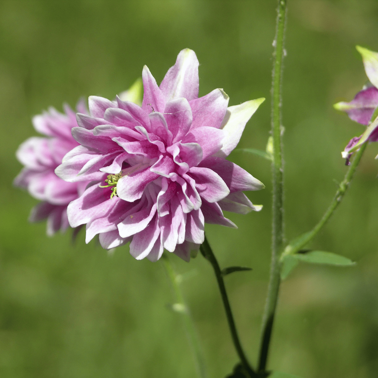 Monticello Shop Nora Barlow Columbine Seeds
