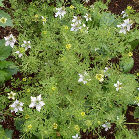 cumin seeds to plant Nutmeg Plant; Black Cumin Seeds (Nigella sativa) – Monticello Shop