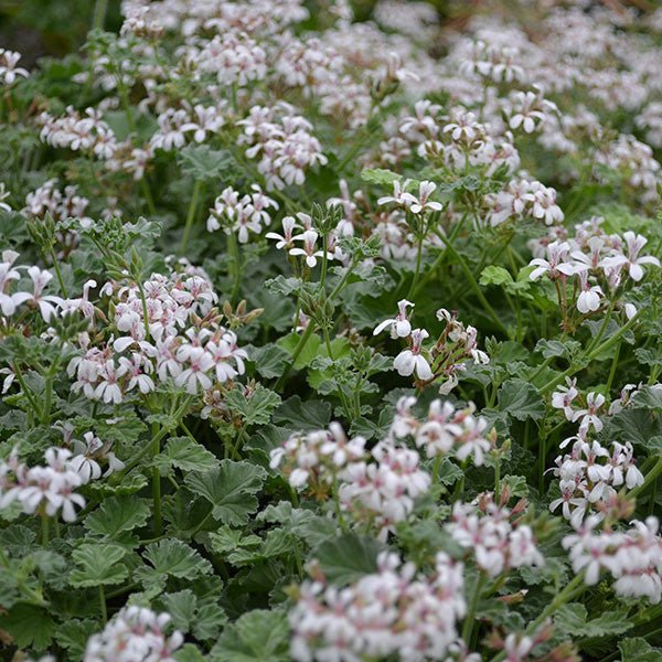 Nutmeg - Scented Geranium (Pelargonium x fragrans) - Monticello Shop