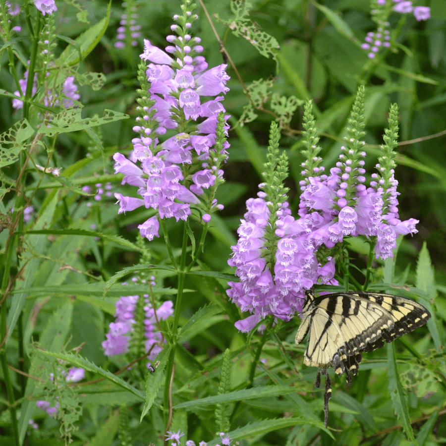 Obedient Plant (Physostegia virginianum) - Monticello Shop