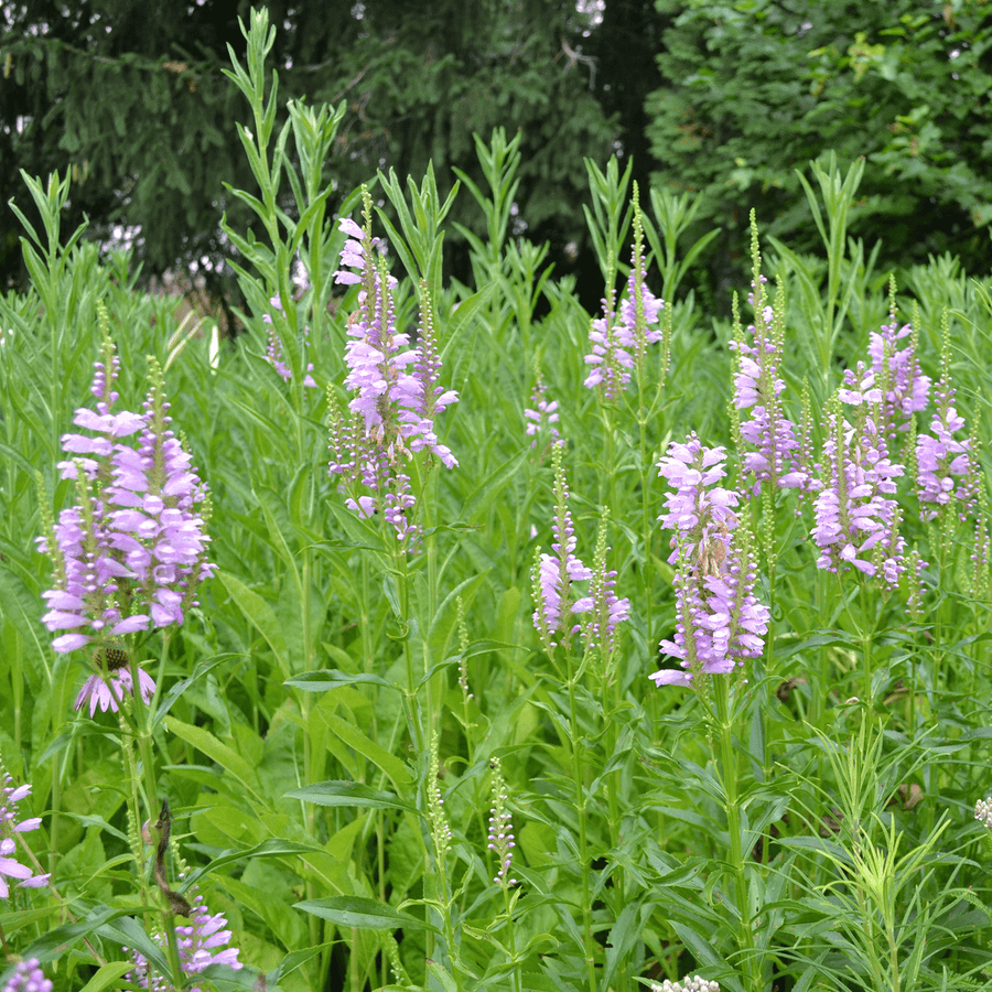 Obedient Plant (Physostegia virginianum) - Monticello Shop