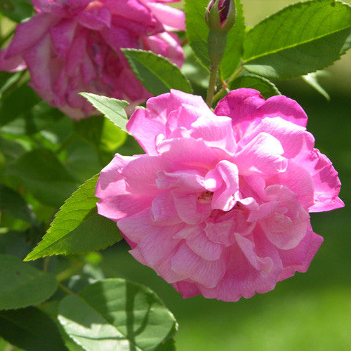 Climbing Old Blush China Rose (Rosa chinensis cv.)