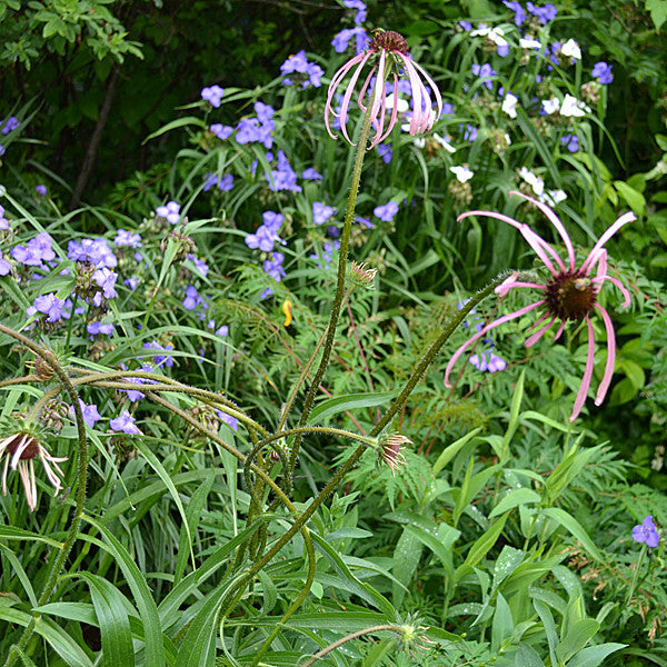 Pale Purple Coneflower (Echinacea pallida)
