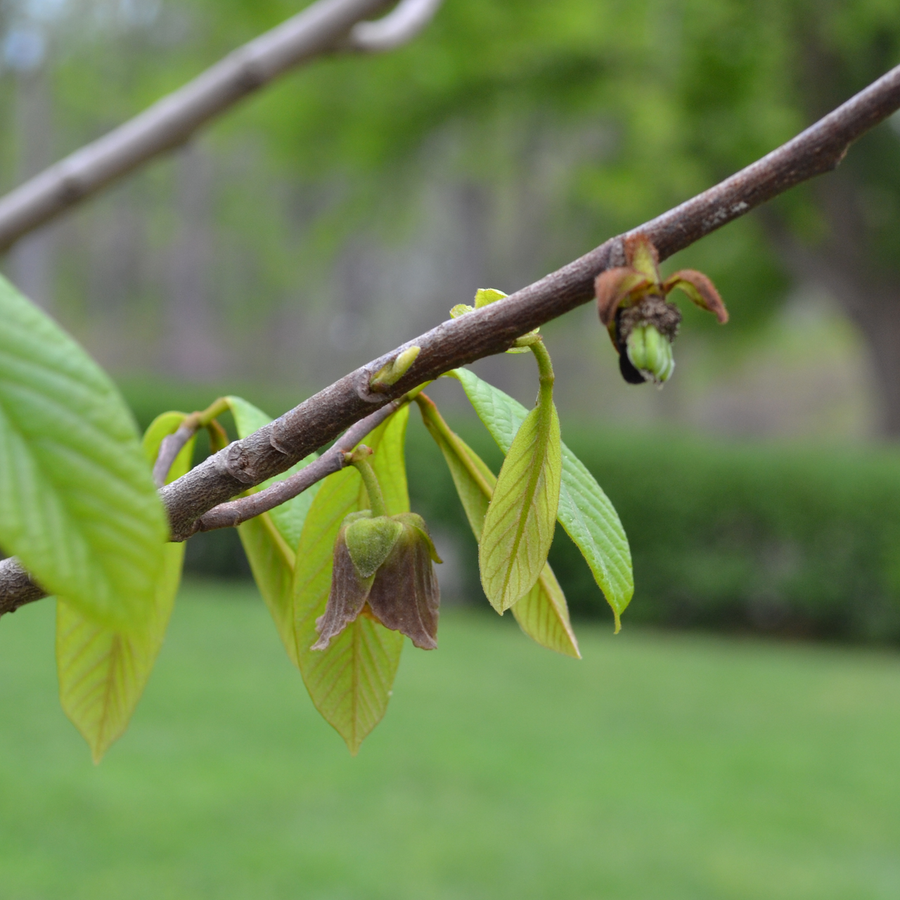 Paw Paw (Asimina triloba)