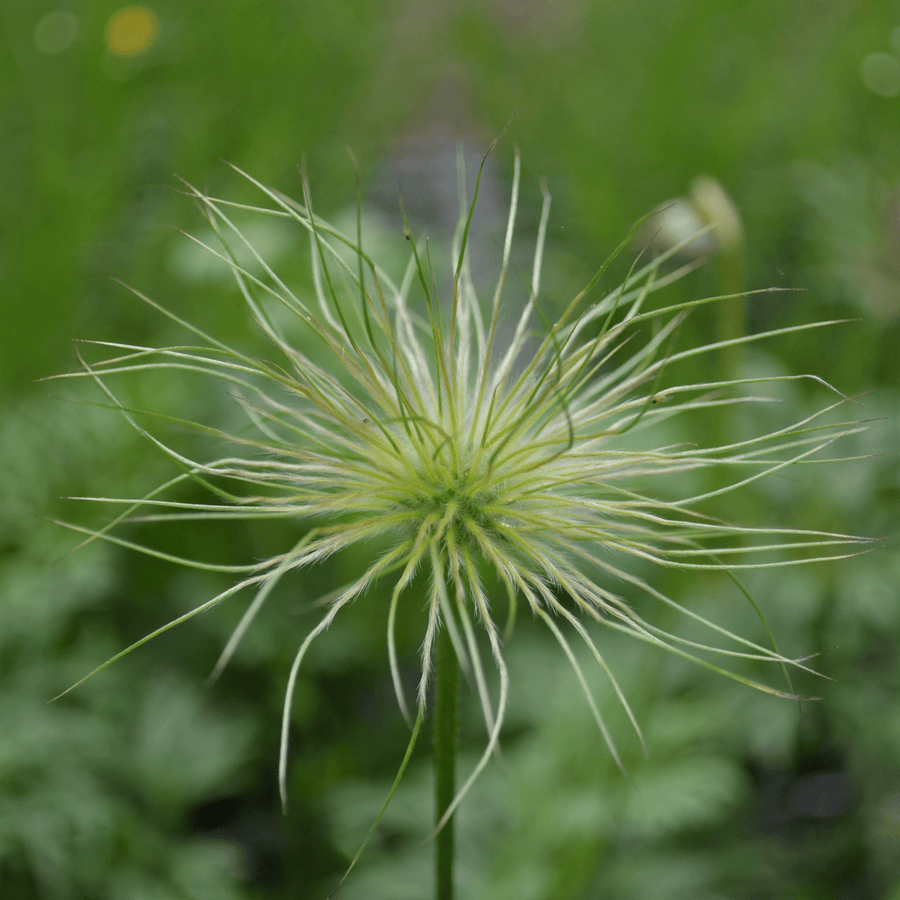 pasque flower from seed Pasque Flower (Pulsatilla vulgaris)