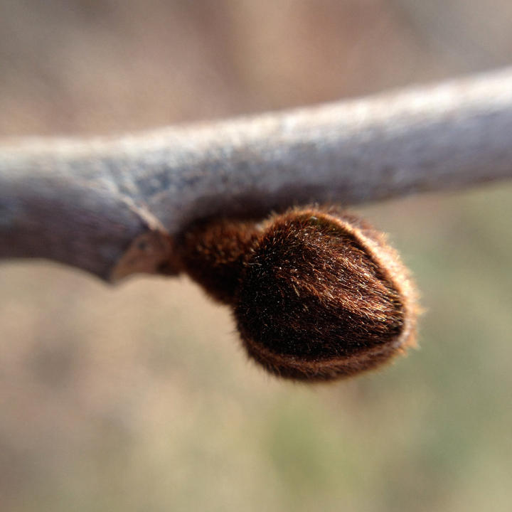 Paw Paw (Asimina triloba)