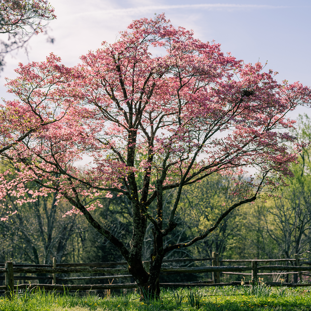 Bare Root Pink Flowering Dogwood (Cornus florida rubra)