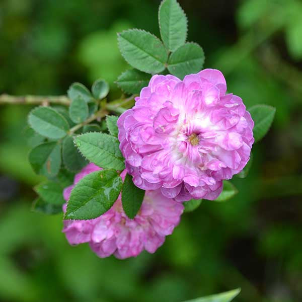 Pompon de Bourgogne Rose (Rosa centifolia var. parviflora)