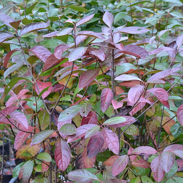 Possum Haw (Viburnum nudum) - Monticello Shop
