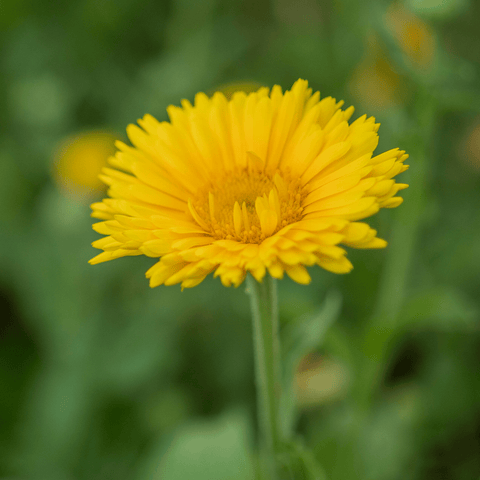 Pot Marigold