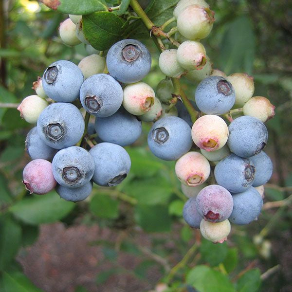 Bare Root 'Powderblue' Rabbiteye Blueberry (Vaccinium virgatum cv.)