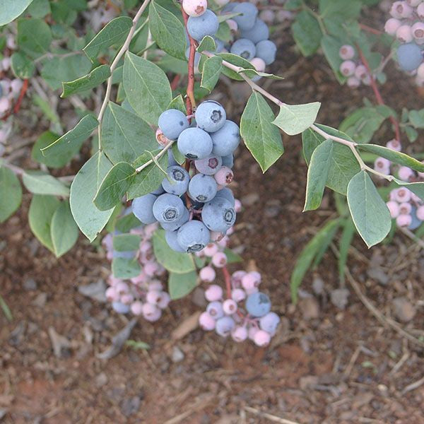 Bare Root 'Powderblue' Rabbiteye Blueberry (Vaccinium virgatum cv.)