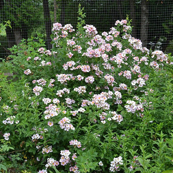 Prairie Rose (Rosa setigera) – Monticello Shop