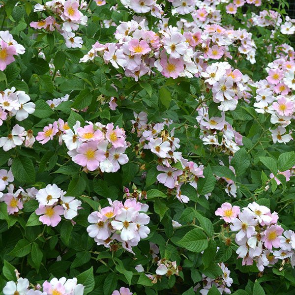 プレイリーローズ Prairie Rose (Rosa setigera) – Monticello Shop