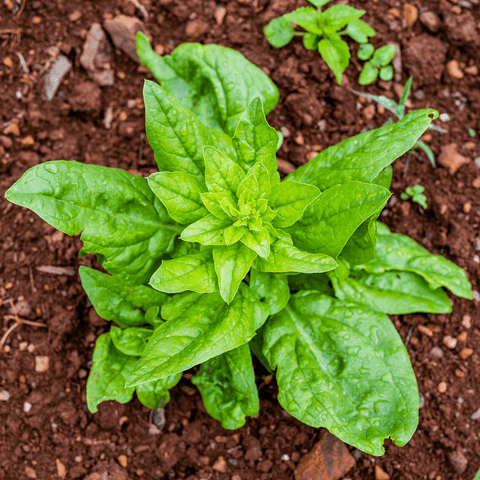 Prickly-seeded Spinach Seeds (Spinacia oleracea) – Monticello Shop