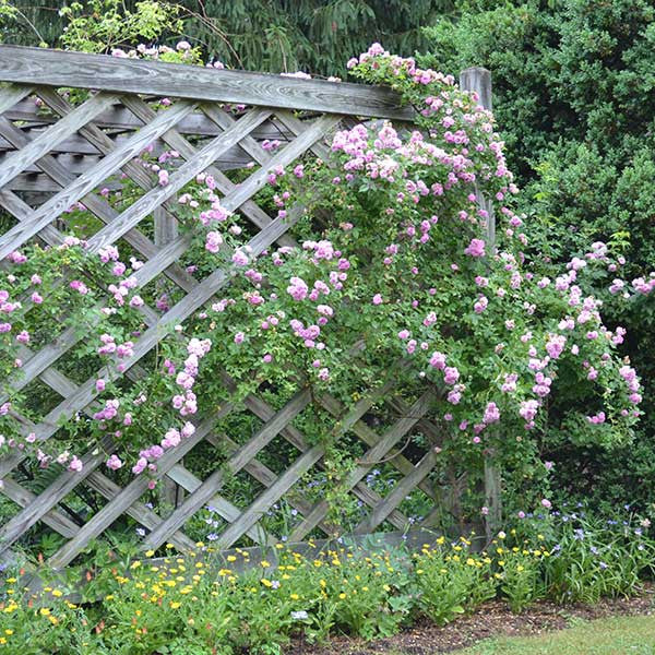 Pride of Washington Rose (Rosa setigera cv.)