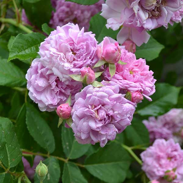 Pride of Washington Rose (Rosa setigera cv.)