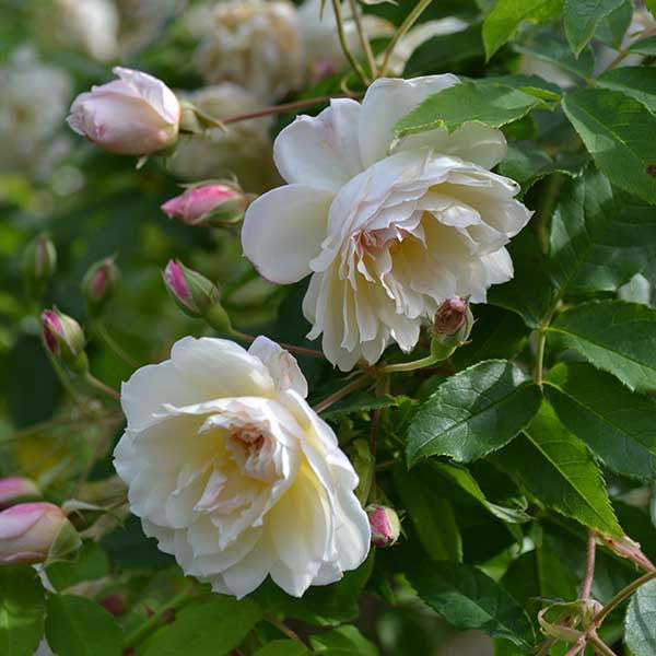 Princess of Nassau Rose (Rosa moschata x noisettiana hybrid)