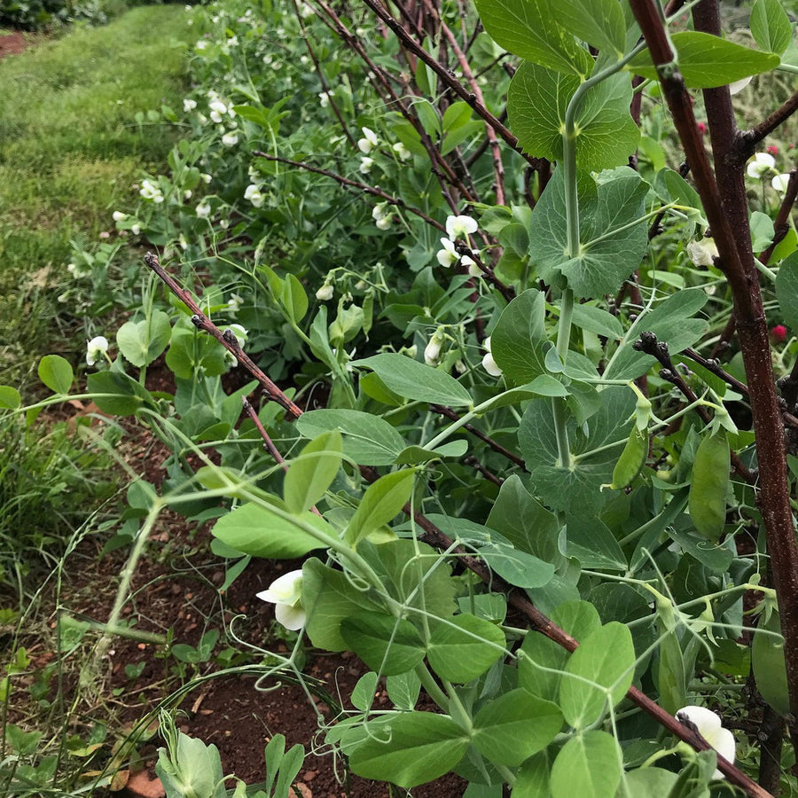 blue pea flower seeds Prussian Blue Pea Seeds (Pisum sativum cv.) – Monticello Shop