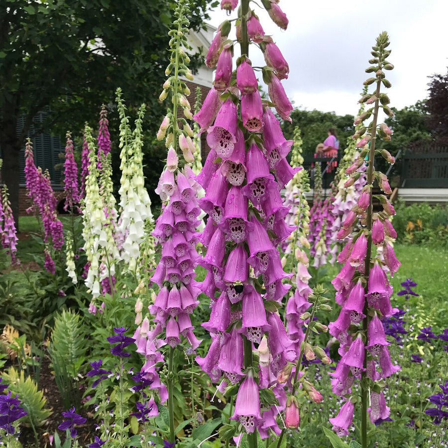 Purple Foxglove (Digitalis purpurea)