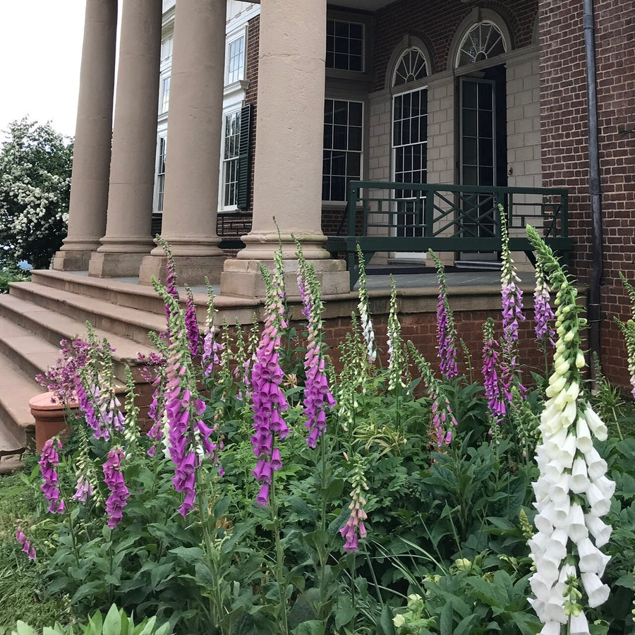 Purple Foxglove (Digitalis purpurea)