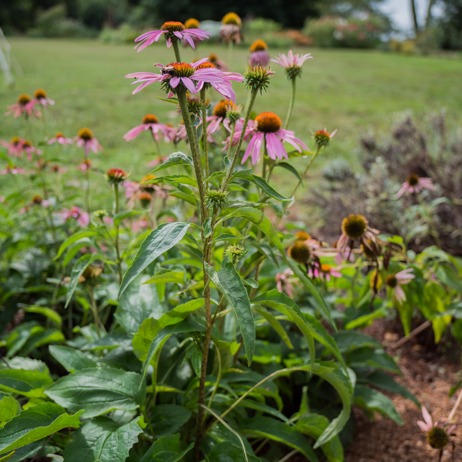 Purple Coneflower (Echinacea purpurea)