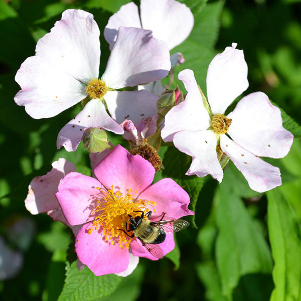 Prairie Rose (Rosa setigera)