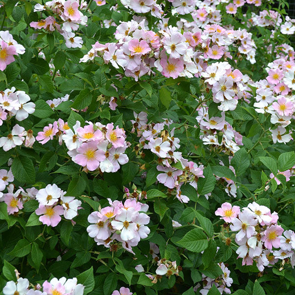 Prairie Rose (Rosa setigera)