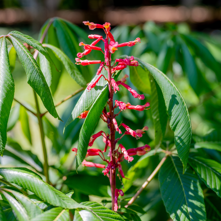Bare Root Red Buckeye (Aesculus pavia)