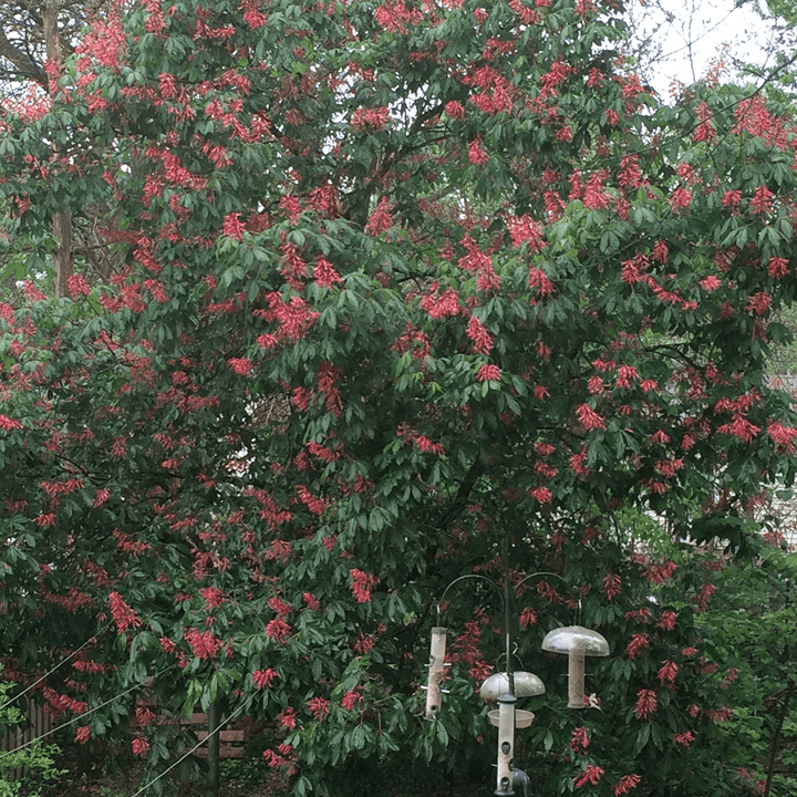 Red Buckeye (Aesculus pavia) - Monticello Shop
