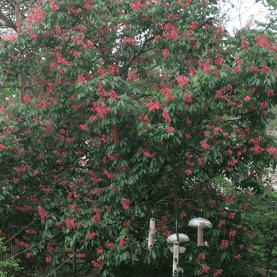 Red Buckeye (Aesculus pavia) - Monticello Shop