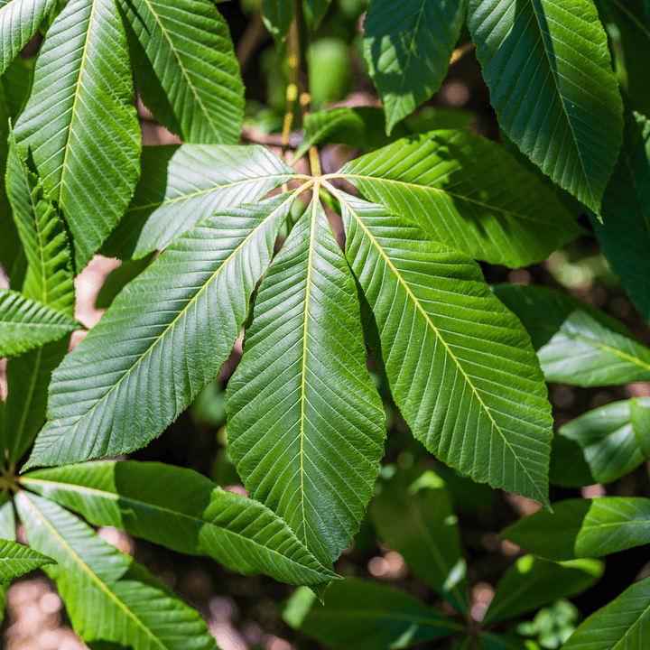 Red Buckeye (Aesculus pavia) - Monticello Shop