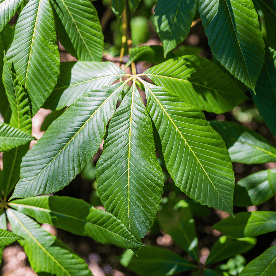 Red Buckeye (Aesculus pavia) - Monticello Shop