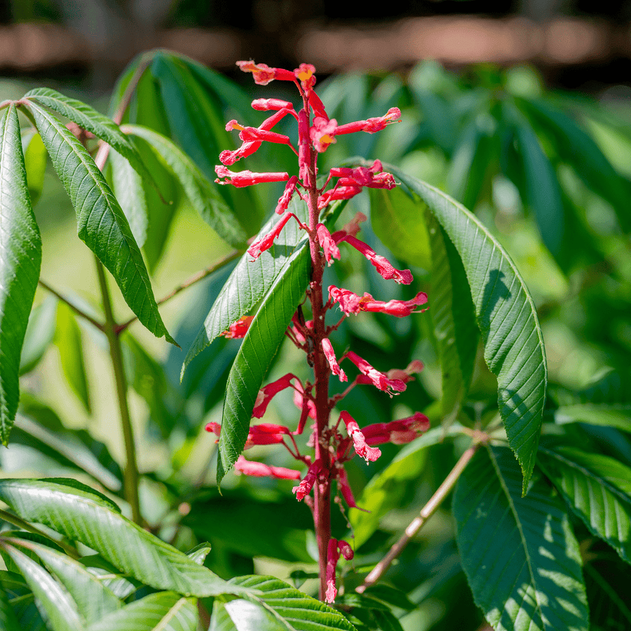 Red Buckeye (Aesculus pavia) - Monticello Shop