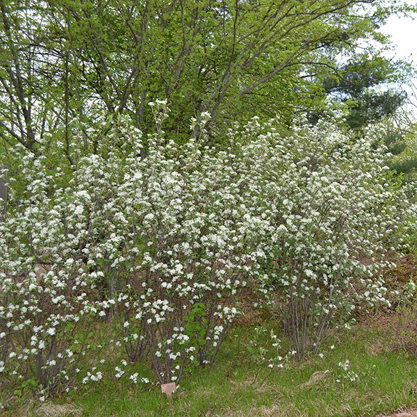 Red Chokeberry (Aronia arbutifolia)