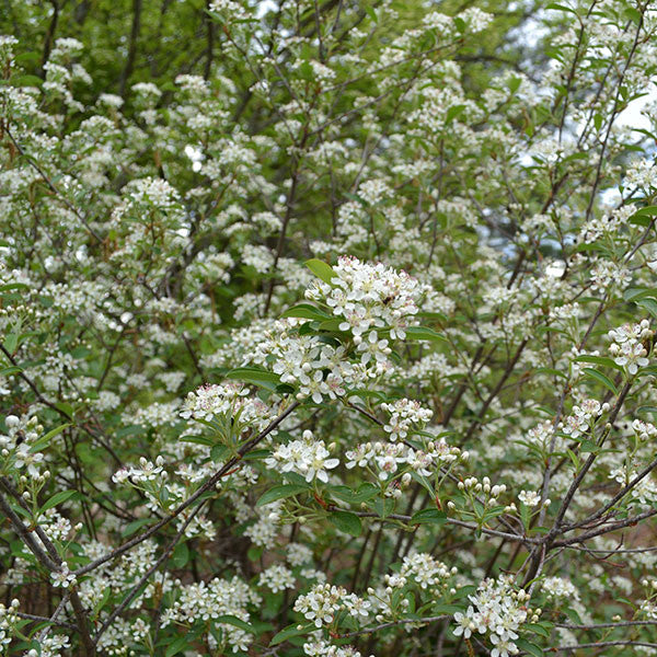 Bare Root Red Chokeberry (Aronia arbutifolia)