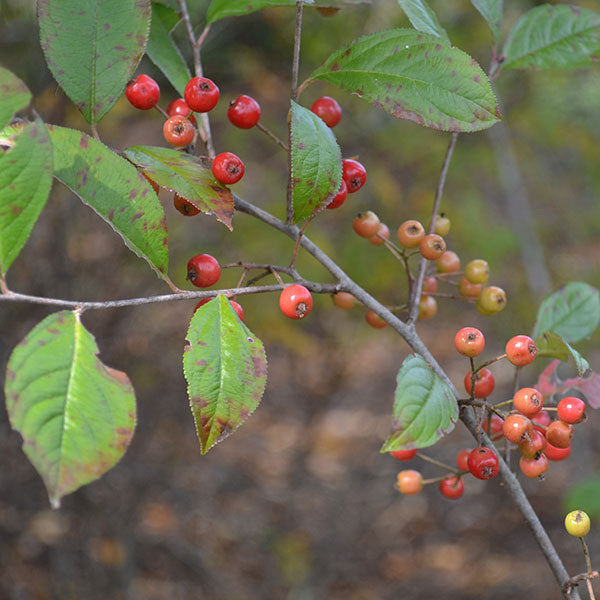 Bare Root Red Chokeberry (Aronia arbutifolia)