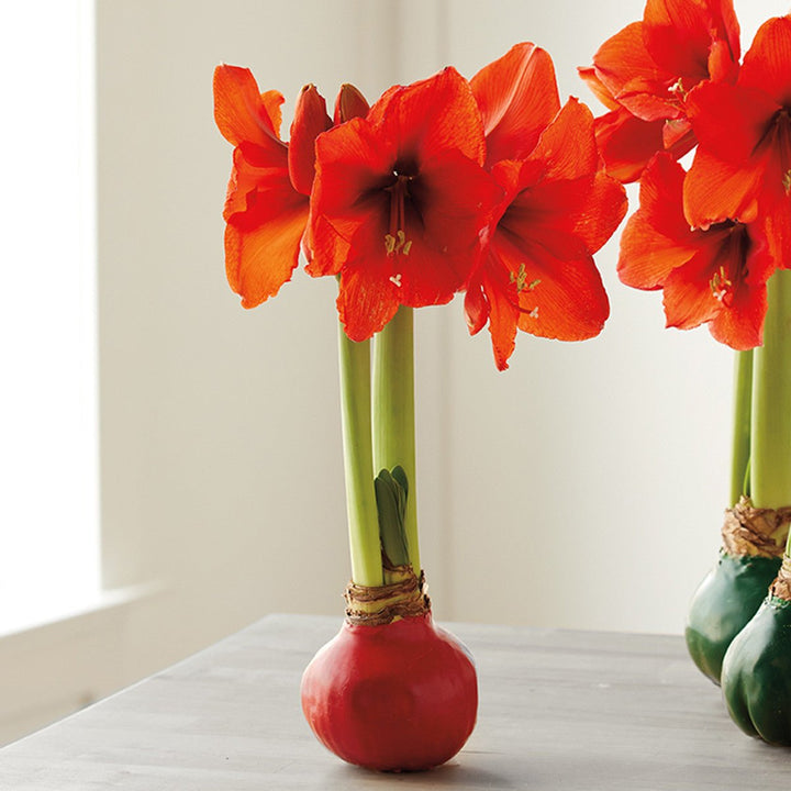 Red Wax Amaryllis Bulb - Monticello Shop
