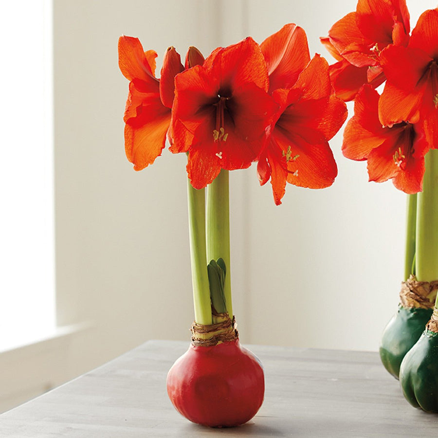 Red Wax Amaryllis Bulb - Monticello Shop