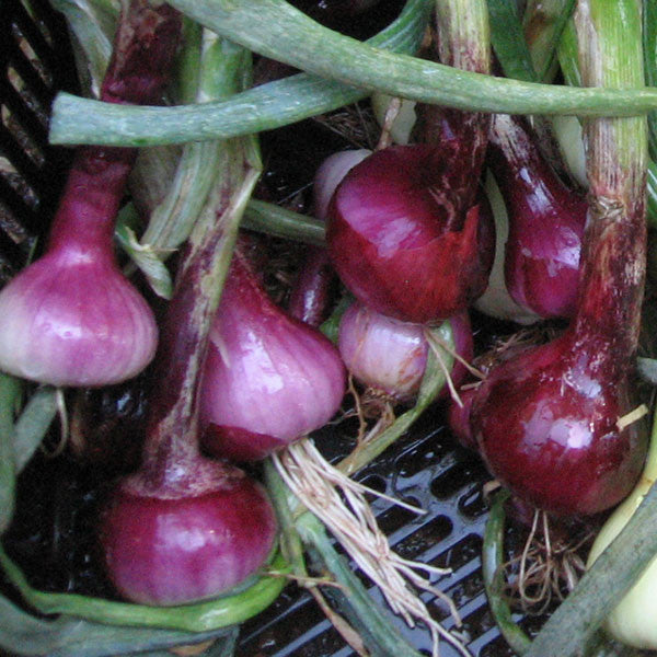 Red Wethersfield Onion Seeds (Allium cepa cv.)