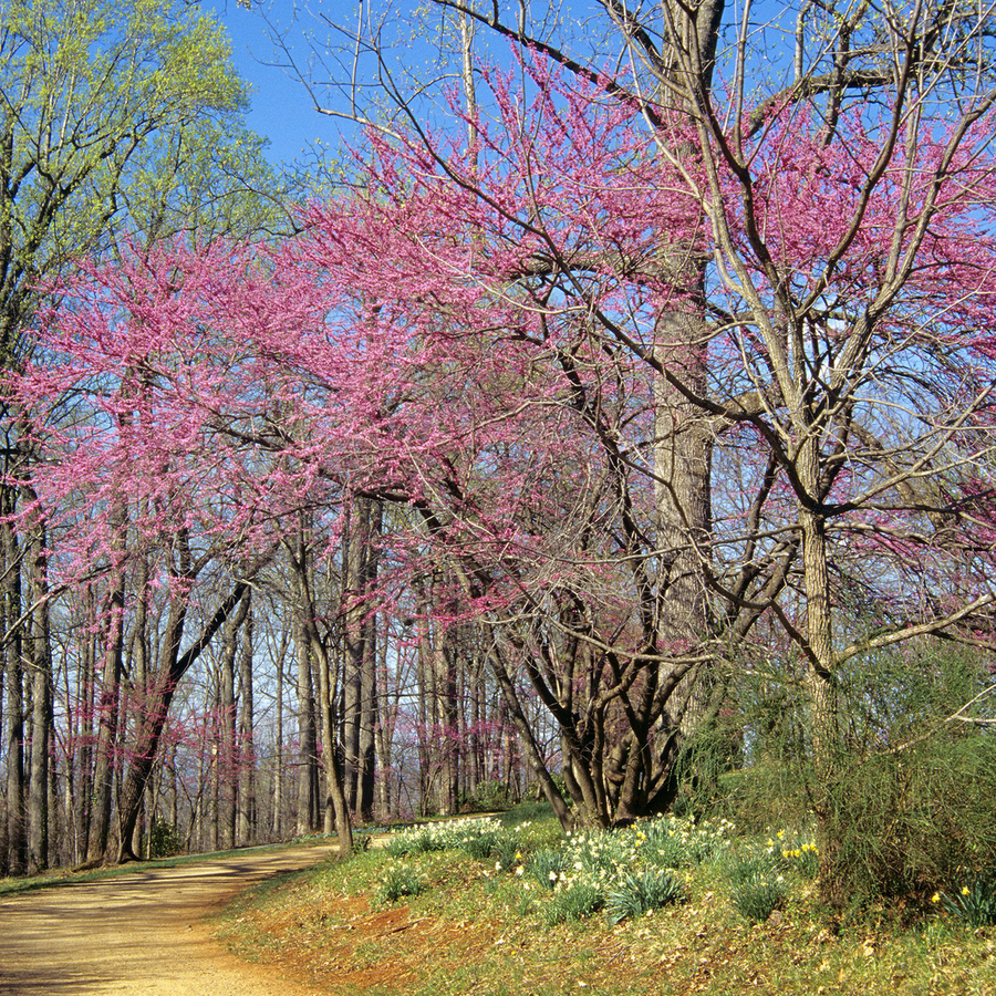 Eastern Redbud (Cercis canadensis)