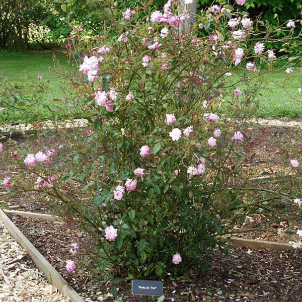 Redoute Red Rose (Rosa cv. Noisette hybrid)