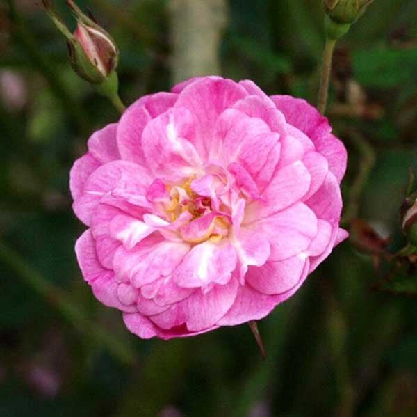Redoute Red Rose (Rosa cv. Noisette hybrid) - Monticello Shop