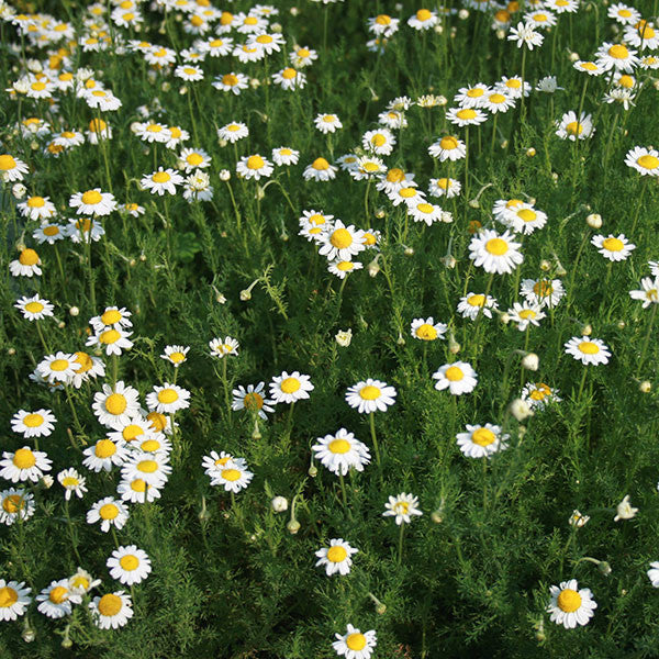 Roman Chamomile (Chamaemelum nobile)