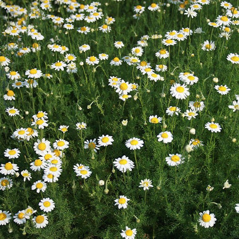 Roman Chamomile (Chamaemelum nobile) – Monticello Shop