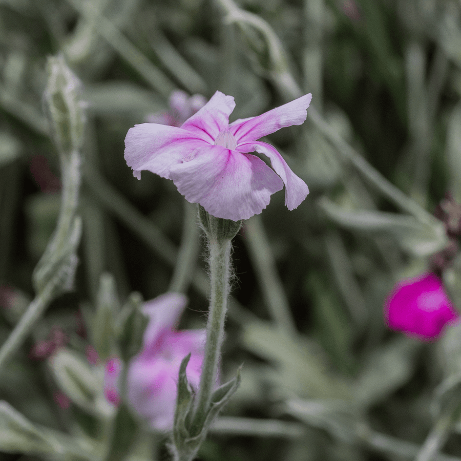 rose campion from seed Rose Campion Seeds (Lychnis coronaria)
