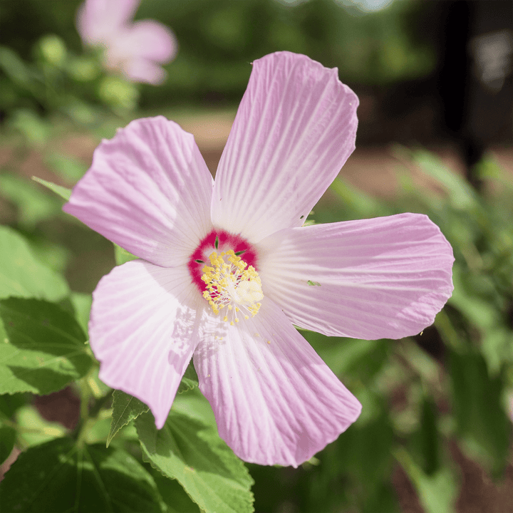 Rose Mallow Seeds (Hibiscus moscheutos) - Monticello Shop