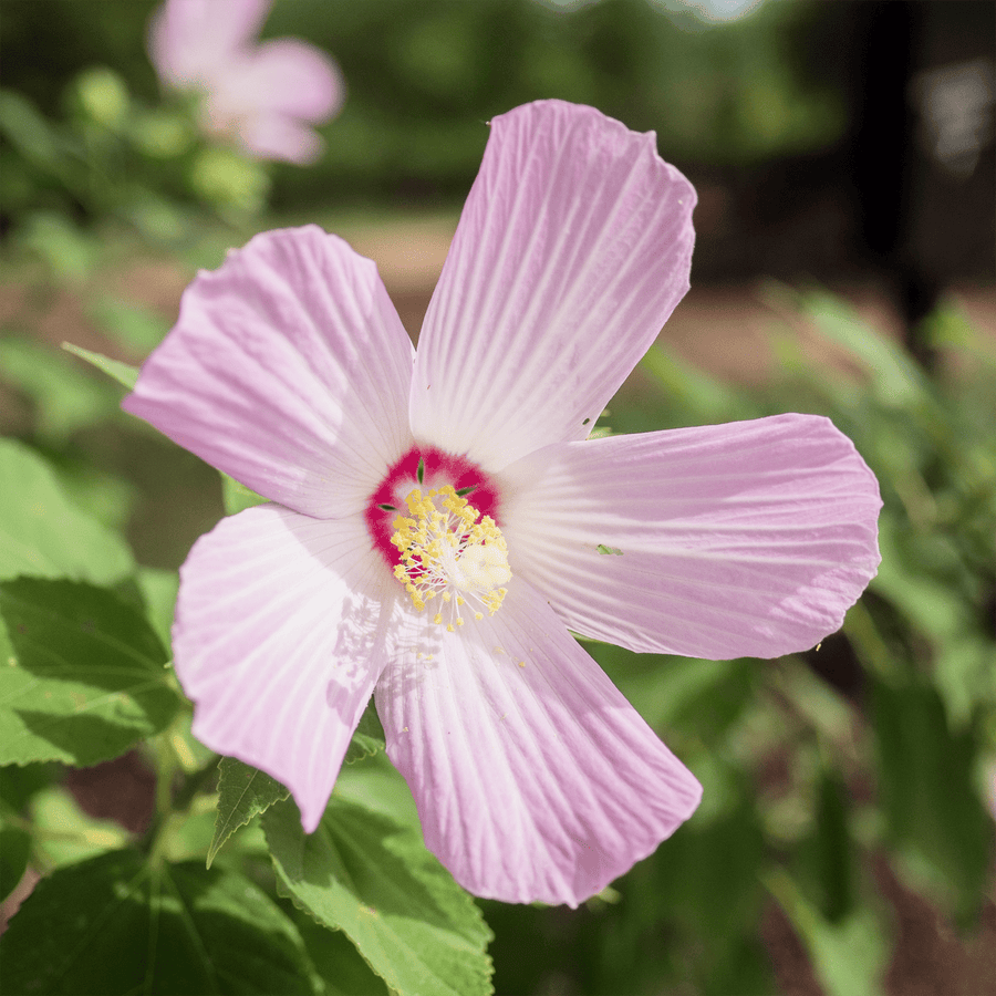 Rose Mallow Seeds (Hibiscus moscheutos) - Monticello Shop